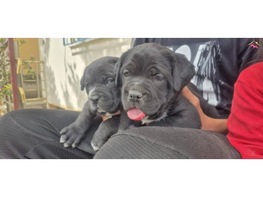 BLUE CANE CORSO BEBEKLER