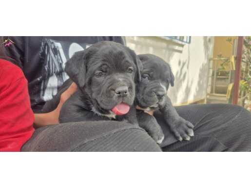 A KALİTE CANE CORSO YAVRULAR