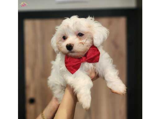 A KALİTE MİNİ BOY MALTESE TERRİER 