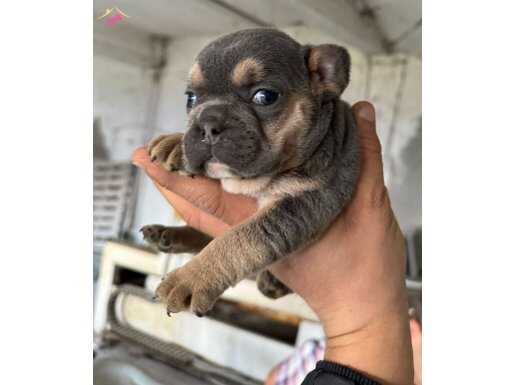 A KALİTE EV ORTAMINDA BÜYÜMÜŞ FRENCH YAVRULAR