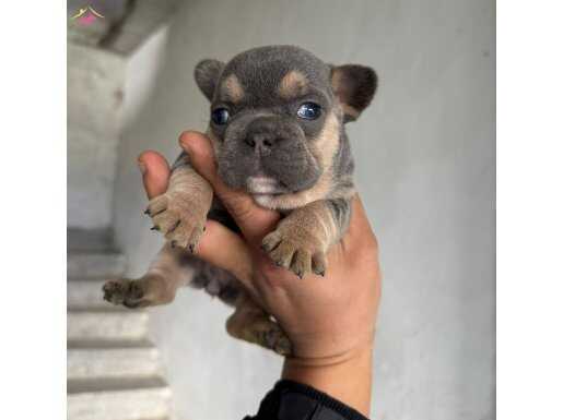 Safkan French Bulldog Yavruları Satılık