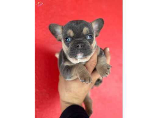 Safkan French Bulldog Yavruları Satılık