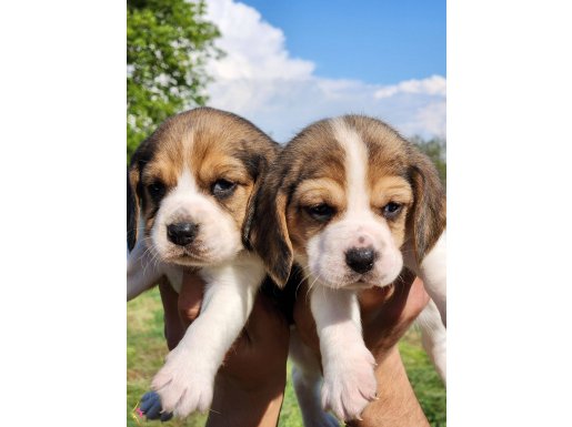 Harika maske beagle bebekler