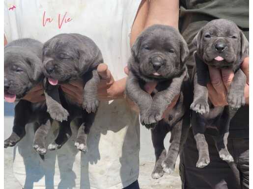 Koca kafa cane corso bebekler