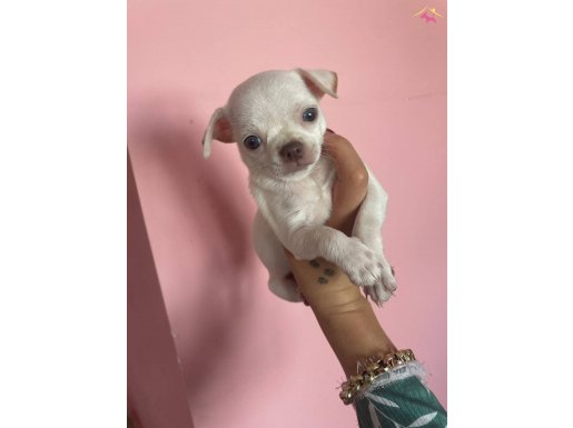 Teacup elma kafa şivava bebekler