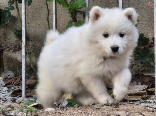 A kalite samoyed yavrular