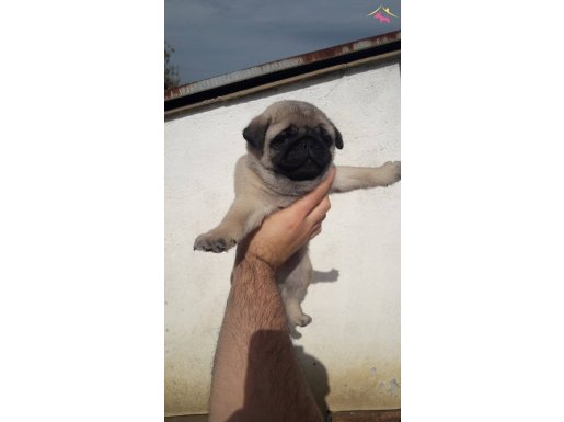 Mini boy pug bebekler