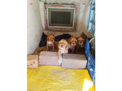 Bebek surat cocker yavrulat