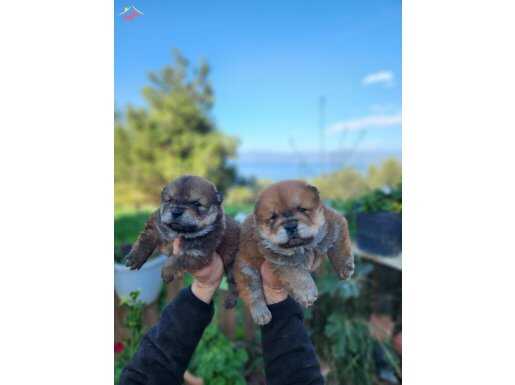 Pofidik çin aslanı bebeklerim