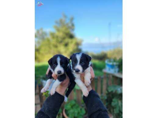 A kalite border collie yavrular