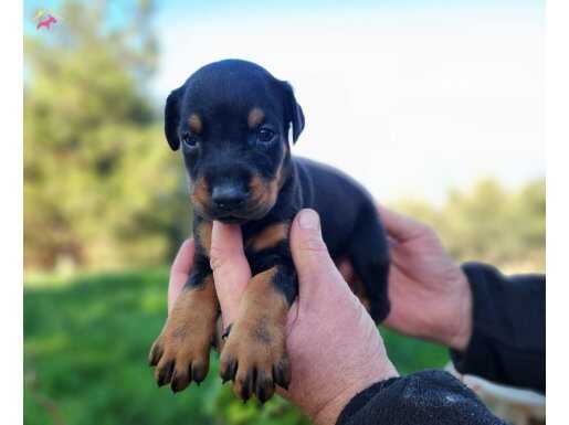 SON 1 ADET A KALİTE DOBERMAN BEBEĞİM