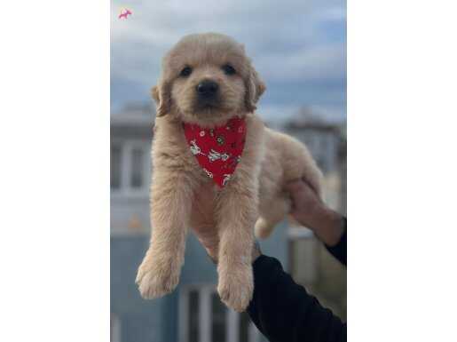 Bebek yüz show kalite golden bebekler