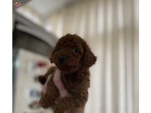 Korekan poodle bebeklerimiz