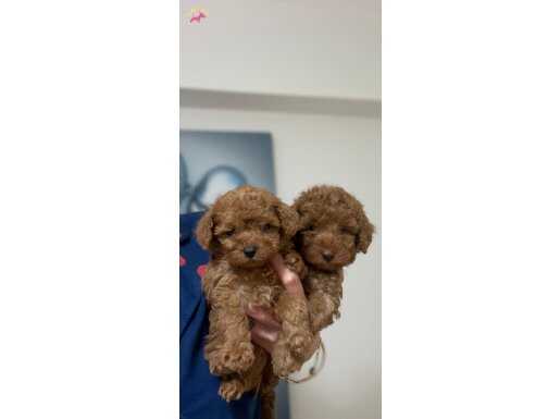 Müthiş güzellikte poodle bebekler