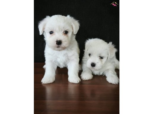 Mini boy maltese bebeklerimiz