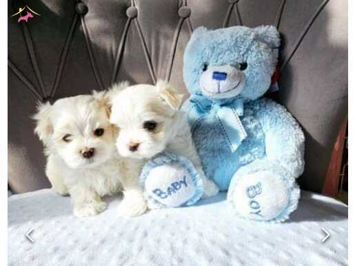 Hakika kan kore kilo garantili maltese bebekler