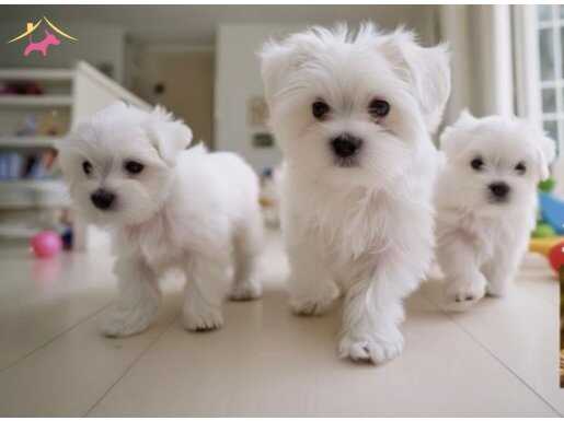 Mini boy A kalite kore maltese bebekler