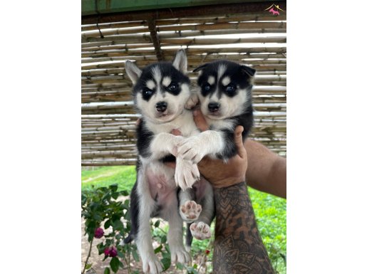 Yüzde yüz ırk garantili husky bebekler