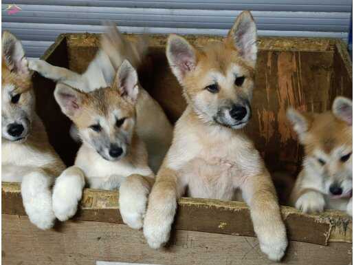 A kalite akita yavrular