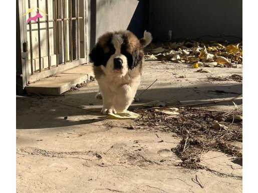 Son dişi saint bernard bebeğim