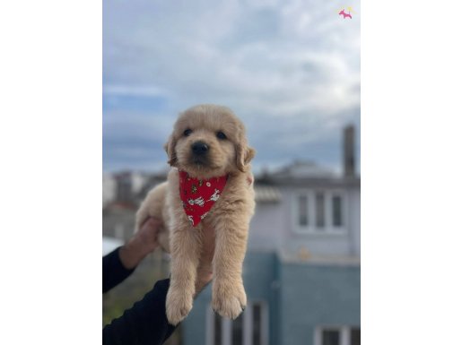 Bebek surat A kalite golden bebekler