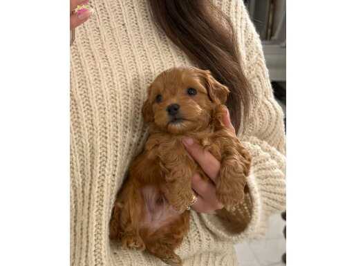 Mini boy A kalite maltipoo bebekler