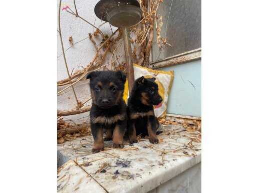 A kalite düşük bel alman kurdu yavrularımız