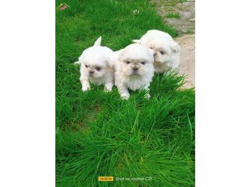 Mini boy pekinez bebeklerimiz