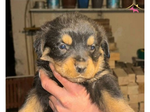 A kalite rottweiler bebekler