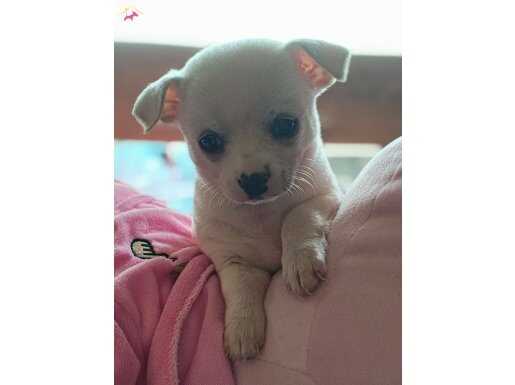 Nadir güzellikte beyaz dişi şivava bebeğim