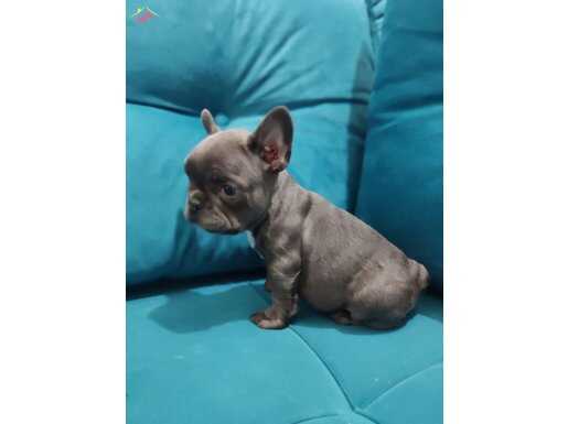 A kalite ev üretimi french bebekler