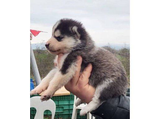 Maskeli Buz Mavisi Bakışlar | Safkan Sibirya Kurdu