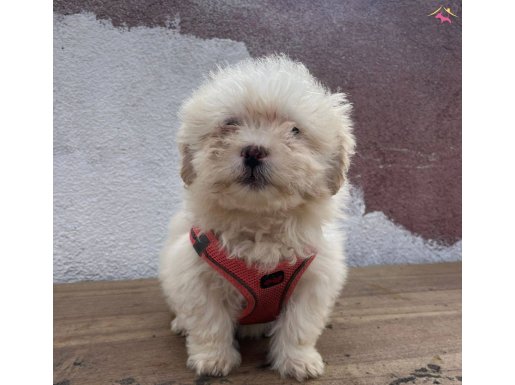 Özel maltipoo bebekler