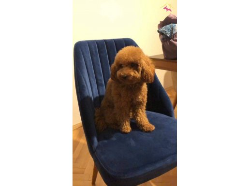 Özel seçim poodle yavrularımız üst segment kalite