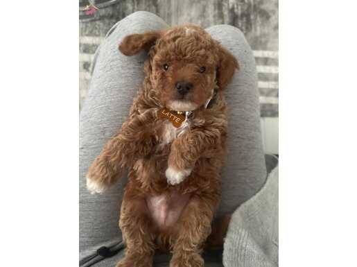Oyuncak Suratlı Mini Boy Poodle Yavruları