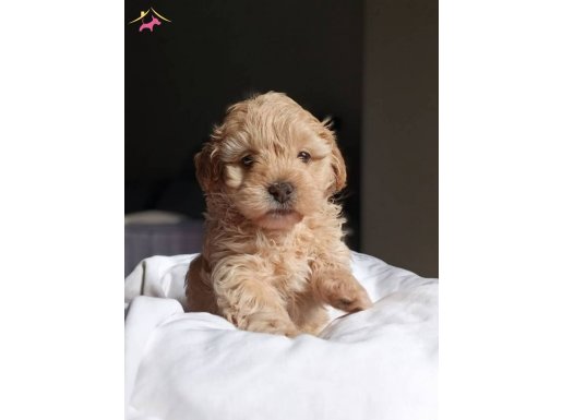 Baby face maltipoo bebekler
