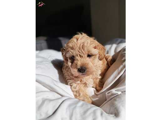 Show kalite maltipoo 