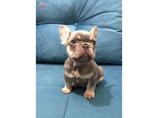 Kompakt vücut yapısı show kalite french bebekler