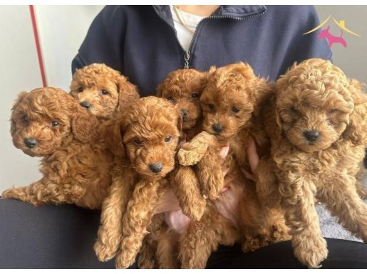 A kalite poodle yavrularımız