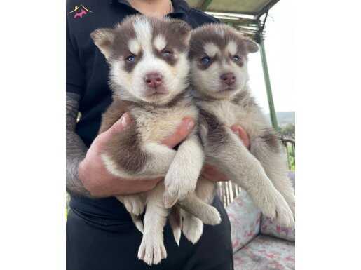 Irk ve sağlık garantili müthiş husky bebeklet