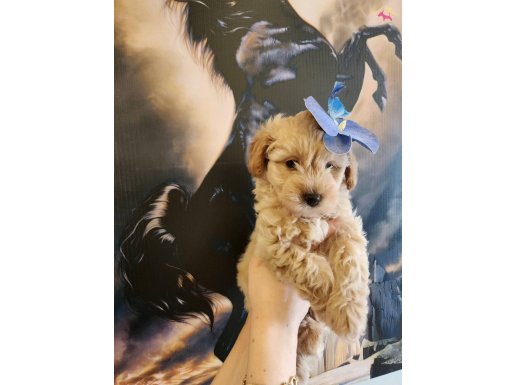 Tam bir leydi A kalite maltipoo dişi bebeğim