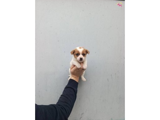 Avuç İçi Kadar Enerji Küpü Jack Russell