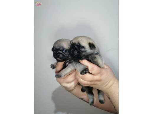 Ev üretimi Mini boy pug bebekler