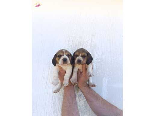 Harika maske beagle bebekler