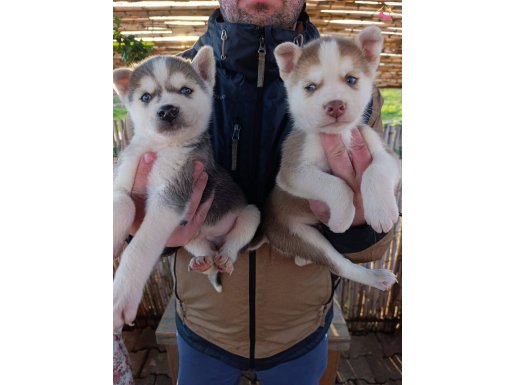 Müthiş maske husky yavrular