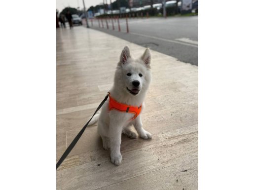 Bembeyaz dünyalar yakışıklısı bir samoyed 