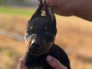 MUHTEŞEM ANNE BABANIN BEBEKLERI IRI GOGUS DOBERMAN YAVRULAR