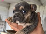 A KALİTE EV ORTAMINDA BÜYÜMÜŞ FRENCH YAVRULAR