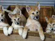 A kalite akita yavrular