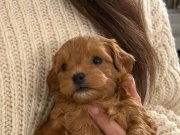 Mini boy A kalite maltipoo bebekler